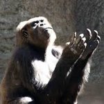 바나나+누텔라=<b>goat</b>