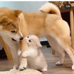 그들은 <b>서로</b>를 사랑합니다