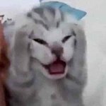 [댓글부탁해] <b>타입</b>서비스 모자 잇자나