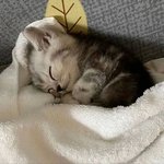 사랑해 나의 작은 아기 고양이