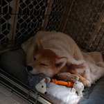 '<b>시바</b>'는 원래 귀엽다.jpg