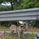 <b>SBS</b> <궁금한이야기Y>는 경기도 성남에서 발견된 모찌 주인에 대한...