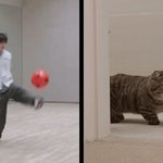 [<b>TXT</b>] 너가 이런데 고양이가 아니라고