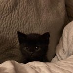 [<b>TXT</b>] 어텬 고양이 발언에 탐라 뒤집어짐