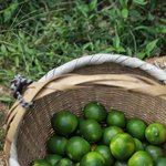 우리 <b>텃밭</b>에서 수확한 것 좀 자랑할게