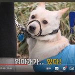 <b>자칭</b> 애견인 이경규의 불법 촬영 진행과 반려견 차별 방송