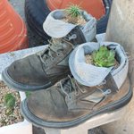 [어케생각해] 반려동물 가치 (사진 스압)