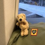 [댓글부탁해] 5월 11-12일 속초 곰인형 분실ㅠ