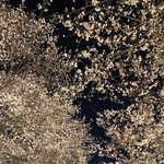 <b>봄바람</b> 휘날리며 흩날리는 벚꽃 잎이~