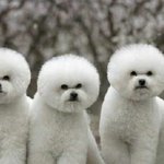 너넨 꼭 키워보고싶은 워너<b>비강</b>쥐 있냐