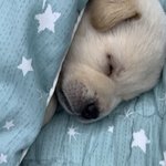 [댓글부탁해] 우리학교 <b>개지</b>잡이야?