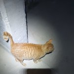 [드루와] 아파트 공사장에서 사는 고양이 3편