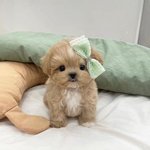 사랑해 나의 작은 아기 강아지