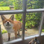 우리 집에 <b>놀러</b> 온 동물 친구들