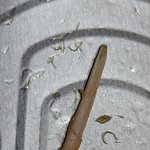 [이런일이] <b>동원</b>참치캔에 큰 가시는 덤인가?