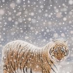 [어케생각해] 취미로 그린 호랑이 그림