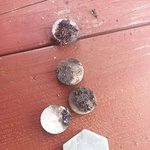 [꼭조언부탁] 제주도 바다에서주웠는데 이게뭐임?