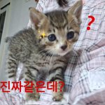 중국어 <b>겁나</b> 잘 하는 사람만 들어오셈