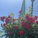 오늘 진짜 <b>장미</b> 레전드 개많이핌