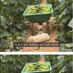 <b>시골</b> 강아지가 살찌는 이유 ㅎㅎ