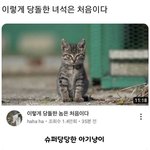 이렇게 귀여운 고양이의 <b>실제</b>크기는