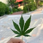 [이것좀봐줘] 제 친구가 <b>길가</b>에 있길래 먹어봤다고 하는데 이게 뭔가요...