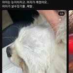 [강아지] 학대범 너 찾아서 가만안둔다.