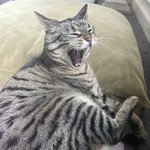 잠자는 <b>미묘</b>, 키키