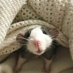 <b>애완</b>쥐는 왜 키우냐고?