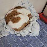 나의 동거묘 <b>도칠</b>이 24년 5월 잘지내고 있음.