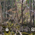 제주 곶자왈의 비극