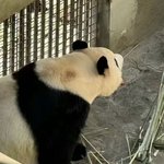 [모두드루와] 푸바오는 현재 생활 환경이 매우 나쁩니다…