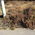 할거에요 말거에요