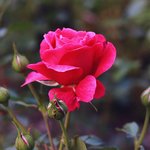 [모두드루와] <b>장미</b> 구경하세용 >3<)/