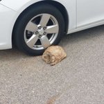 [어케생각해] 기력없는 길고양이 어떻게? (애묘<b>인만</b>)