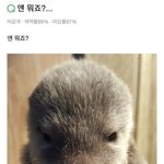 남돌 <b>모에</b>화 역하노