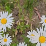 20240525 하늘꽃정원과 우이천 오리가족(당신의 날에 위러브)-활공교회...