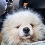 구례학대 <b>포메</b> 공주를아시나요?