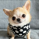 <b>귀척</b> 아니고 진짜 귀여운 거거든요