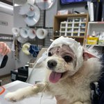 <b>구례</b> 학대범에게 폭행당한포메공주를아시나요 3