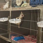 우당탕탕 <b>동물</b>병원 일상 엿보기