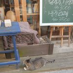 [드루와] 우리 <b>동네</b> 고양이 구경해라