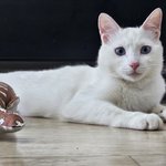 우리 <b>바다</b> 귀여운것좀 제발 보고가세요~~!!!  ㅎㅎㅎ