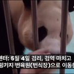 [댓글부탁해] <b>검역</b> 한달만에 누더기된 푸바오