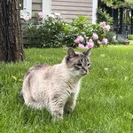 [<b>펫로스</b>] [<b>펫로스</b>] 고양이와 이별 후에