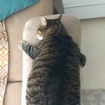 우리 주인님 몸매가 아주 끝내줘요