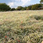 안개꽃밭과 <b>장미</b>