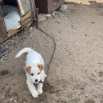 시골 왔는데 <b>로제네</b> 강아지 닮지않음?ㅠ