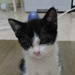 [지역부산<b>영도</b>] - 한달반된 새끼고양이임보나  입양하실분 찾습니다