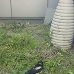 [답변부탁] 아기<b>까치</b> 발견